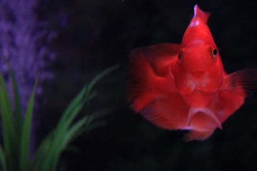 血鹦鹉的养殖方法和注意事项,血鹦鹉怎么养