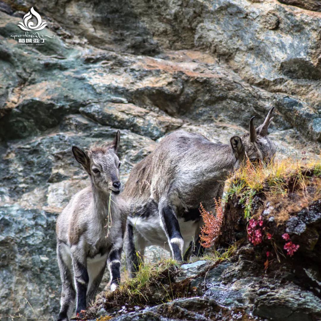 和你一起去稻城亚丁,最浪漫的告白就是带你到稻城亚丁