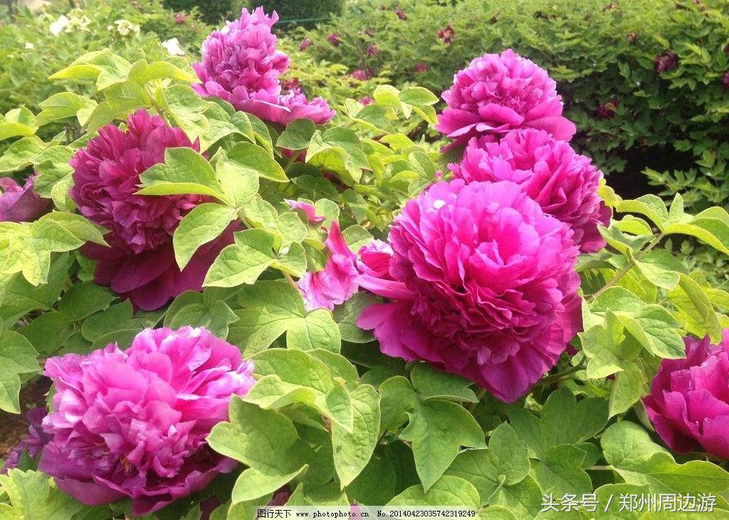 描写牡丹花的诗句开头,关于牡丹诗句和好词好句