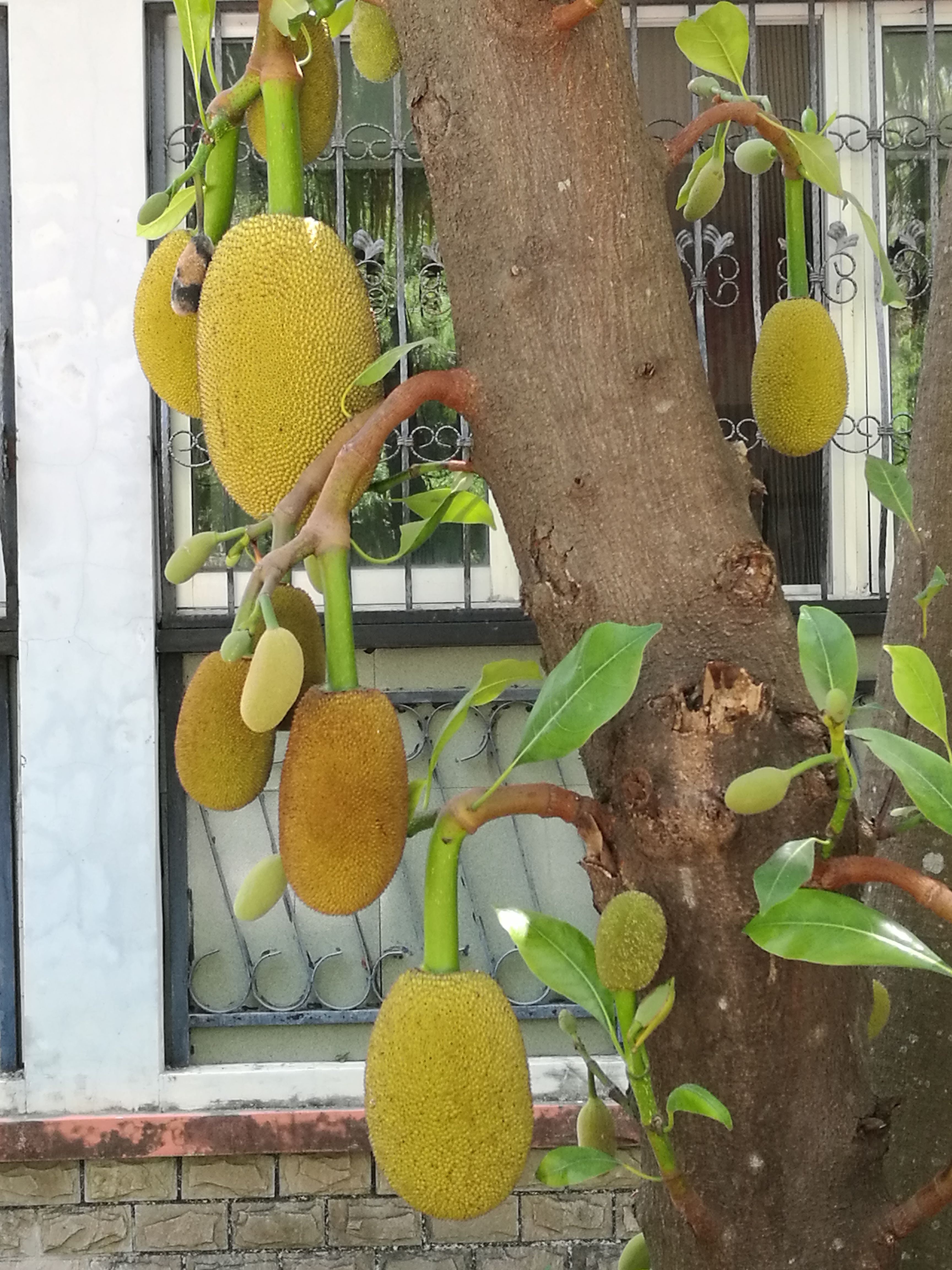 海南菠萝蜜怎么来的,海南三亚菠萝蜜成熟季节