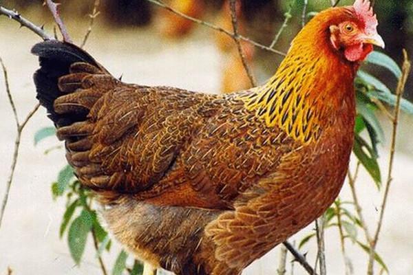 广东有几个市是地级市,广东一共有几个地级市