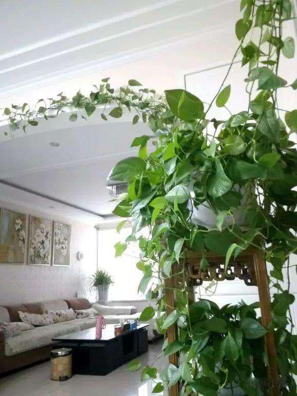 绿萝冬季怎么养才能爆盆和爬满墙,绿萝如何叶子厚实浓绿