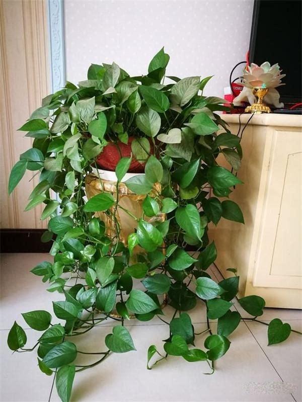 绿萝冬季怎么养才能爆盆和爬满墙,绿萝如何叶子厚实浓绿
