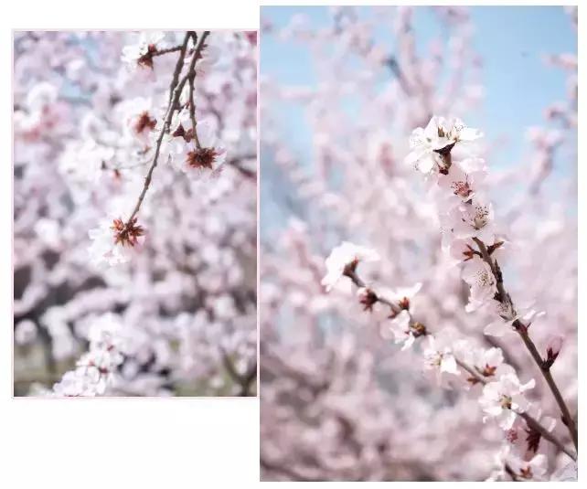 大连高校校花大pk,大连高中校花