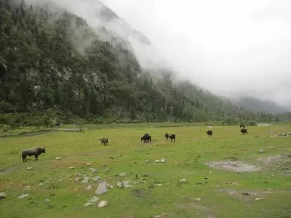 清明假期将至踏春赏花游成热门,清明假期去四姑娘山