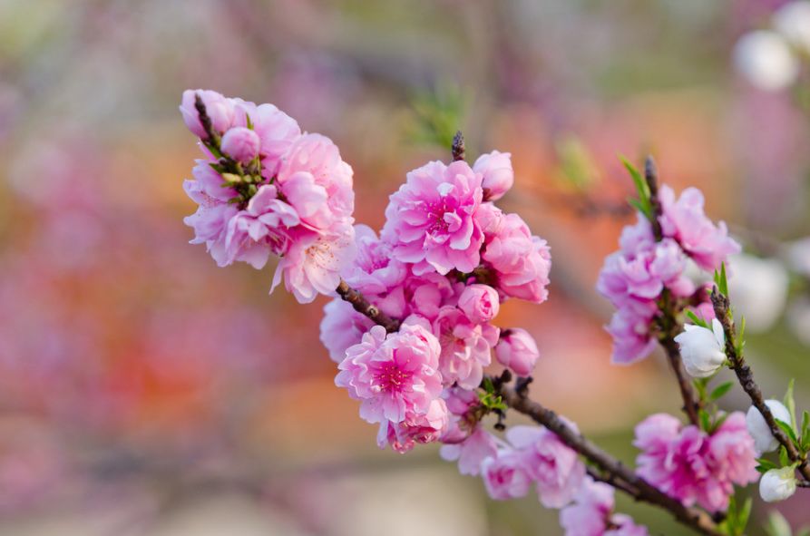 【诗词原创】王月|紫燕翩翩轻剪水桃花一朵又逢春