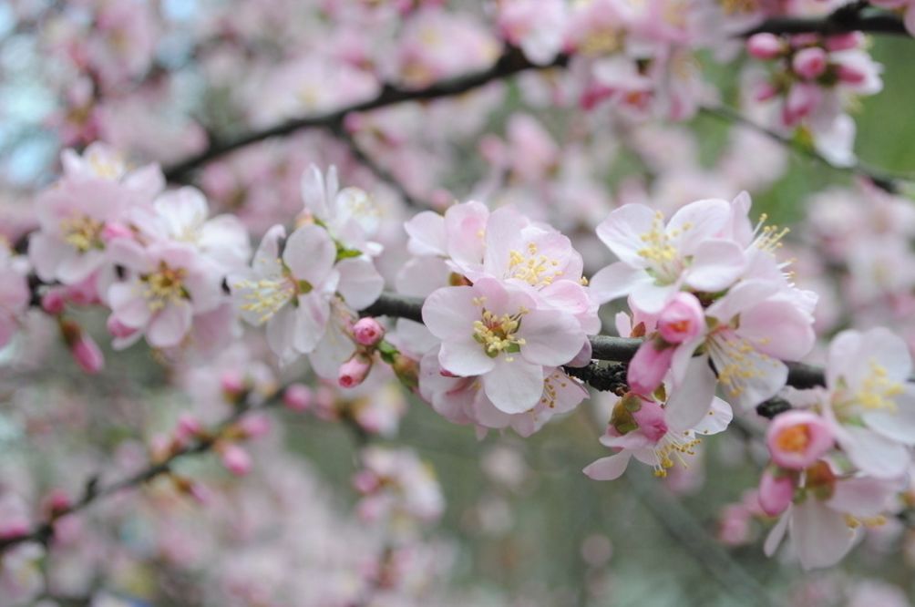 【诗词原创】王月|紫燕翩翩轻剪水桃花一朵又逢春