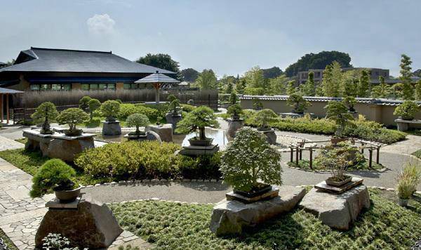 日本顶级成熟盆景,日本顶级大型盆景
