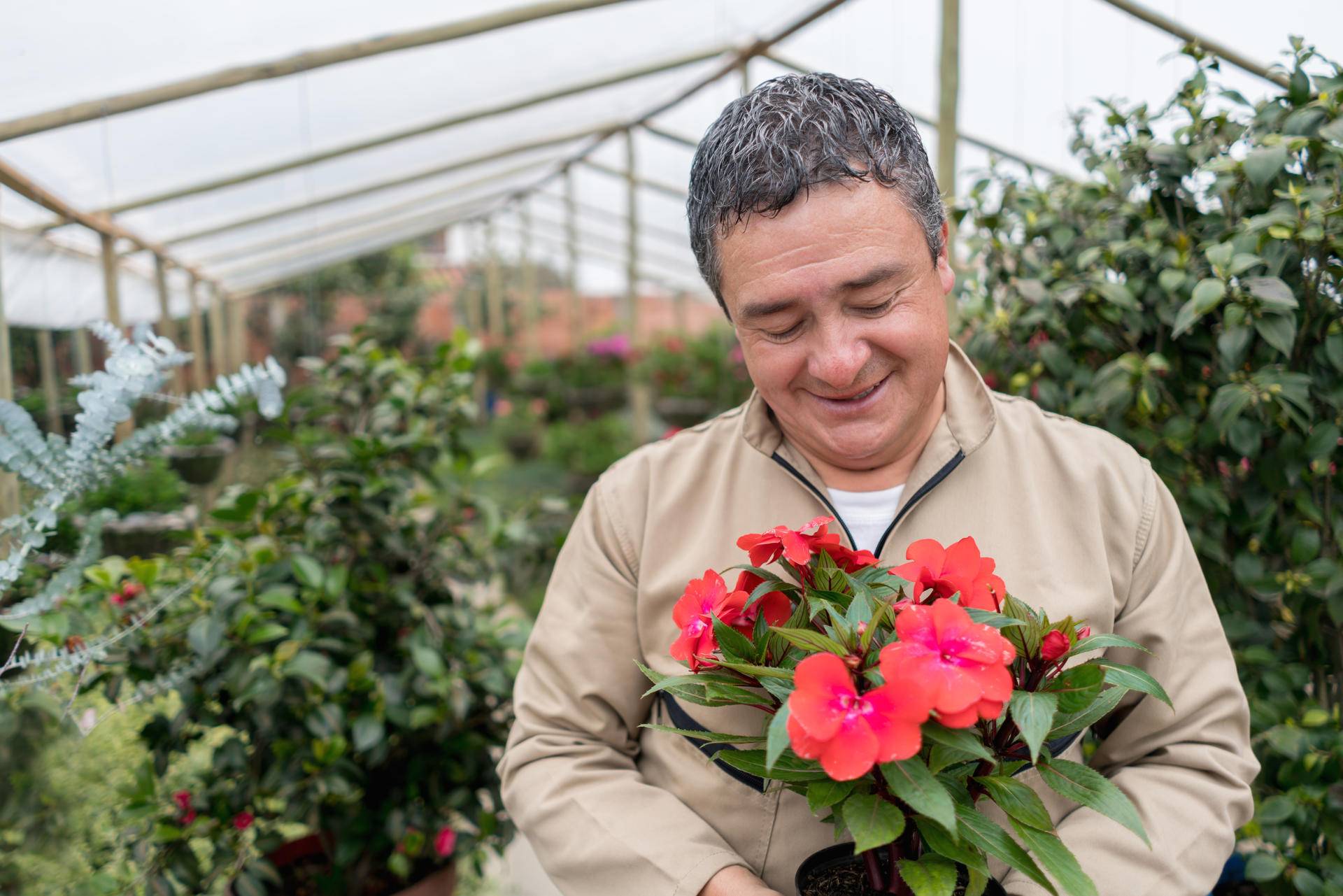 日本顶级成熟盆景,日本顶级大型盆景