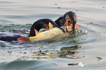 铁道游击队微山湖传奇,铁道游击队微山湖原版