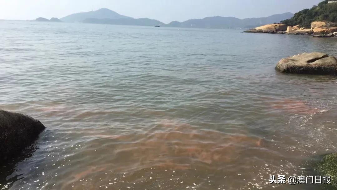 本澳两大海滩惊现红潮，当局呼吁勿下水