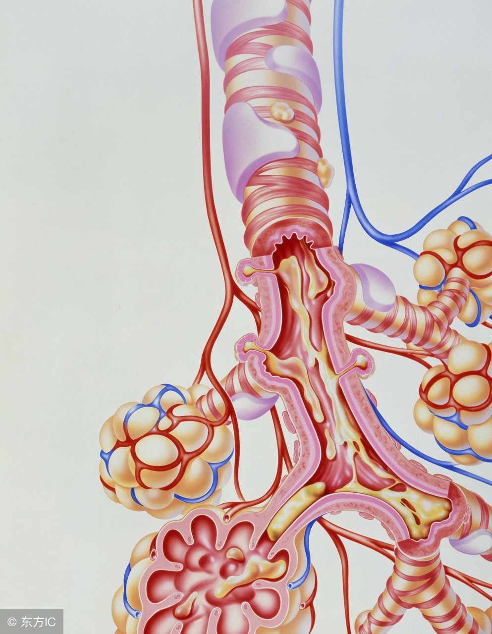 小儿哮喘什么原因引起的,小儿哮喘的原因是什么引起的