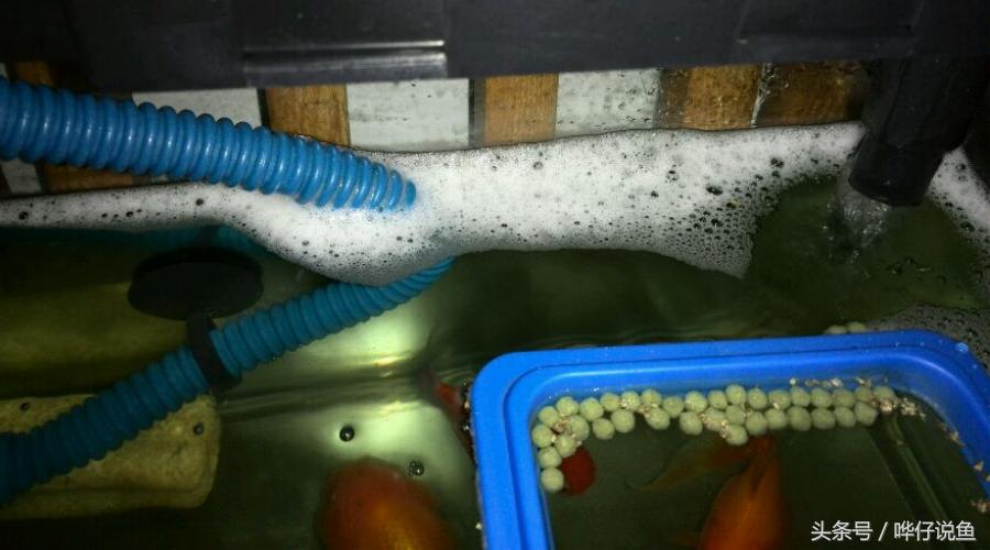 为啥我鱼缸的水老是有沫子,养鱼的鱼缸里有小小的泡泡是什么