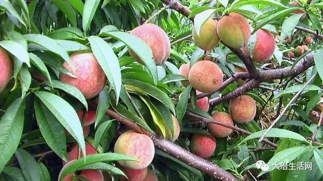 湖北大冶正宗的十大特产,大冶特色特产