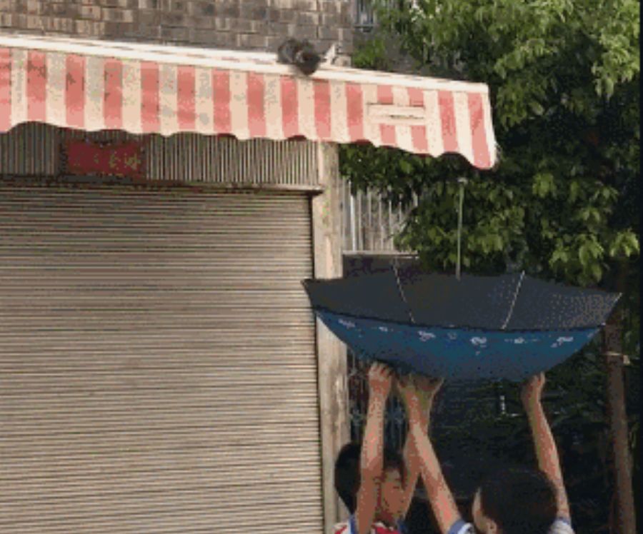 小奶猫被困了怎么办,小奶猫困地下怎么救上来