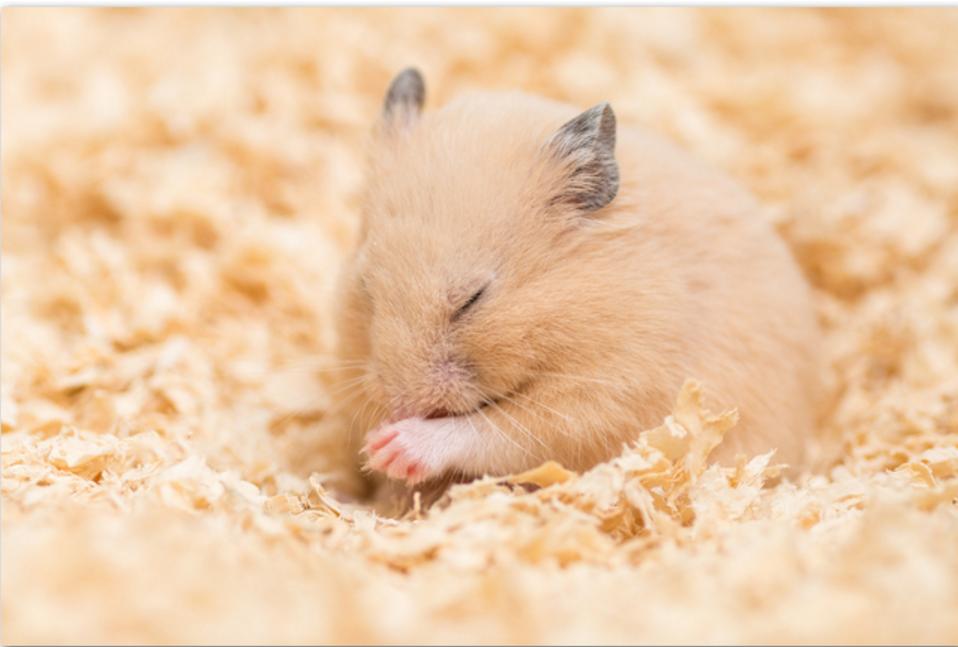 怎么判断仓鼠是伪冬眠还是死掉,仓鼠刚来怎么防止仓鼠冻死