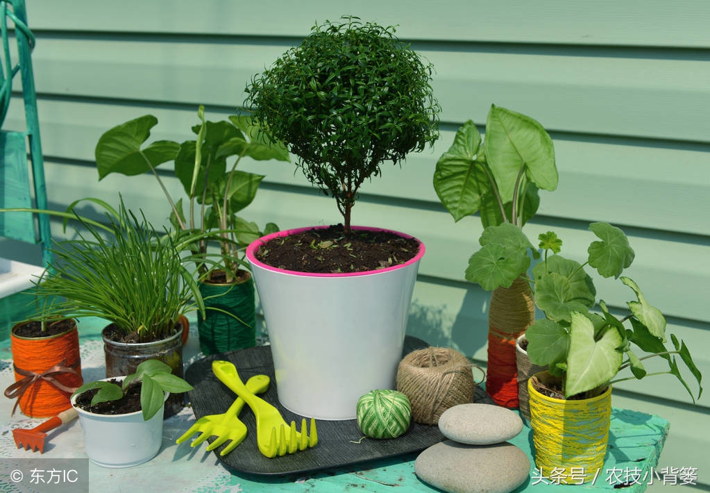 盆栽巧用小苏打:消毒灭菌、防虫祛害,家庭养花更简单!