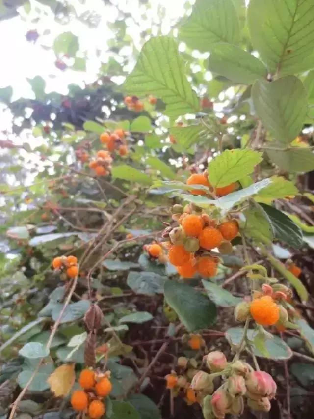 鏅幢鍚冭姃鏋滅殑瀛h妭,鏅幢鍚冭姳瀛h妭