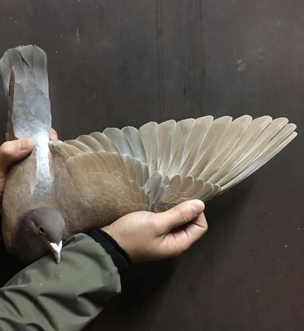 手养鸽子喂鸽乳喂多久,养鸽这三样东西切记不要喂