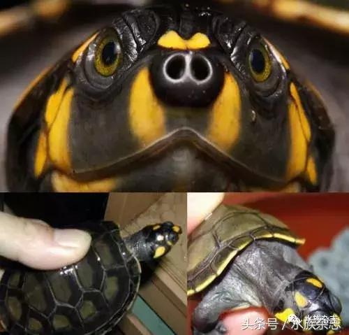 龟龟丞相,龟丞相