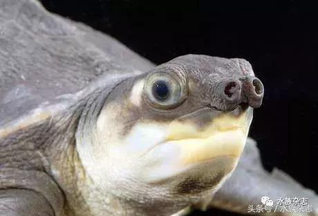 龟龟丞相,龟丞相