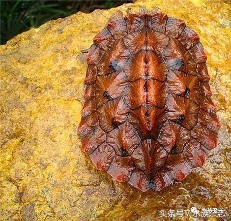 龟龟丞相,龟丞相