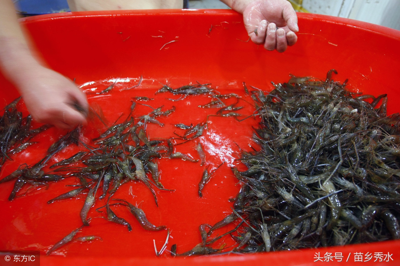 养小河虾需要注意什么,怎么养小河虾才能养得活