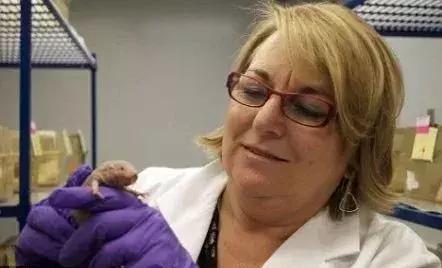 自愈能力最强的哺乳动物,唯一不会得癌症的哺乳动物