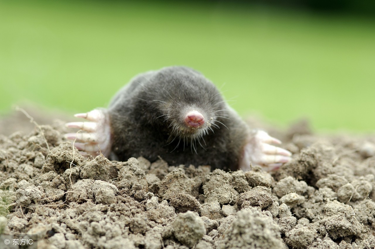 裸鼹鼠不衰老为什么会死,裸鼹鼠一生不得病吗