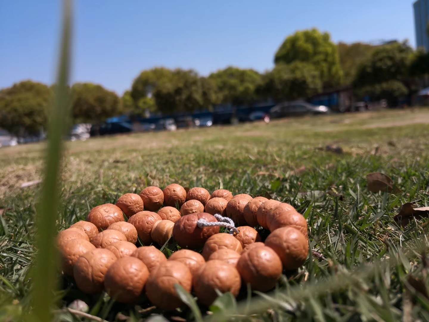 十年以上的凤眼菩提,凤眼菩提直接上手玩会怎样