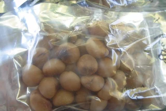 君子兰种子的繁殖方法和注意事项,君子兰不用种子怎么繁殖小苗的