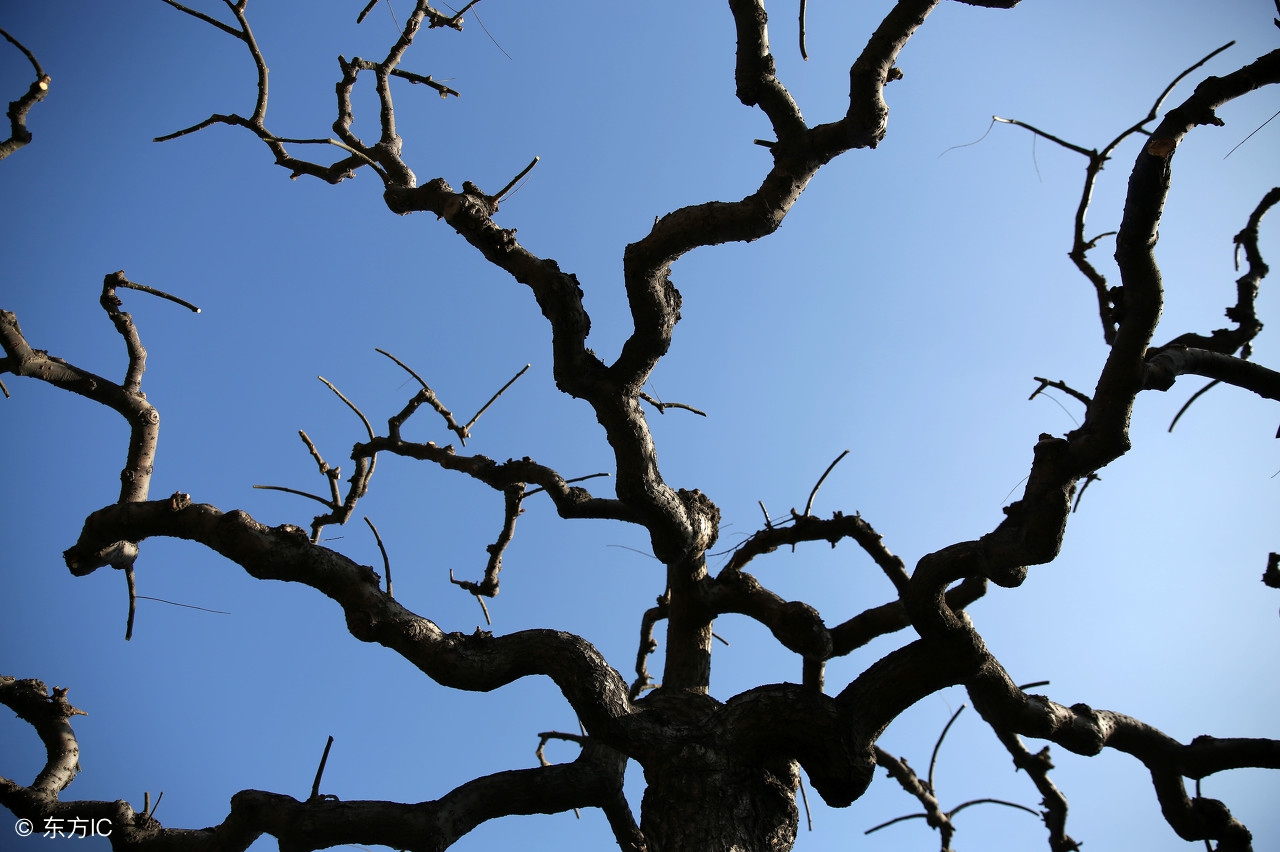 开到荼蘼花事了尘缘尽,花到荼蘼花事了寂寞独留彼岸花