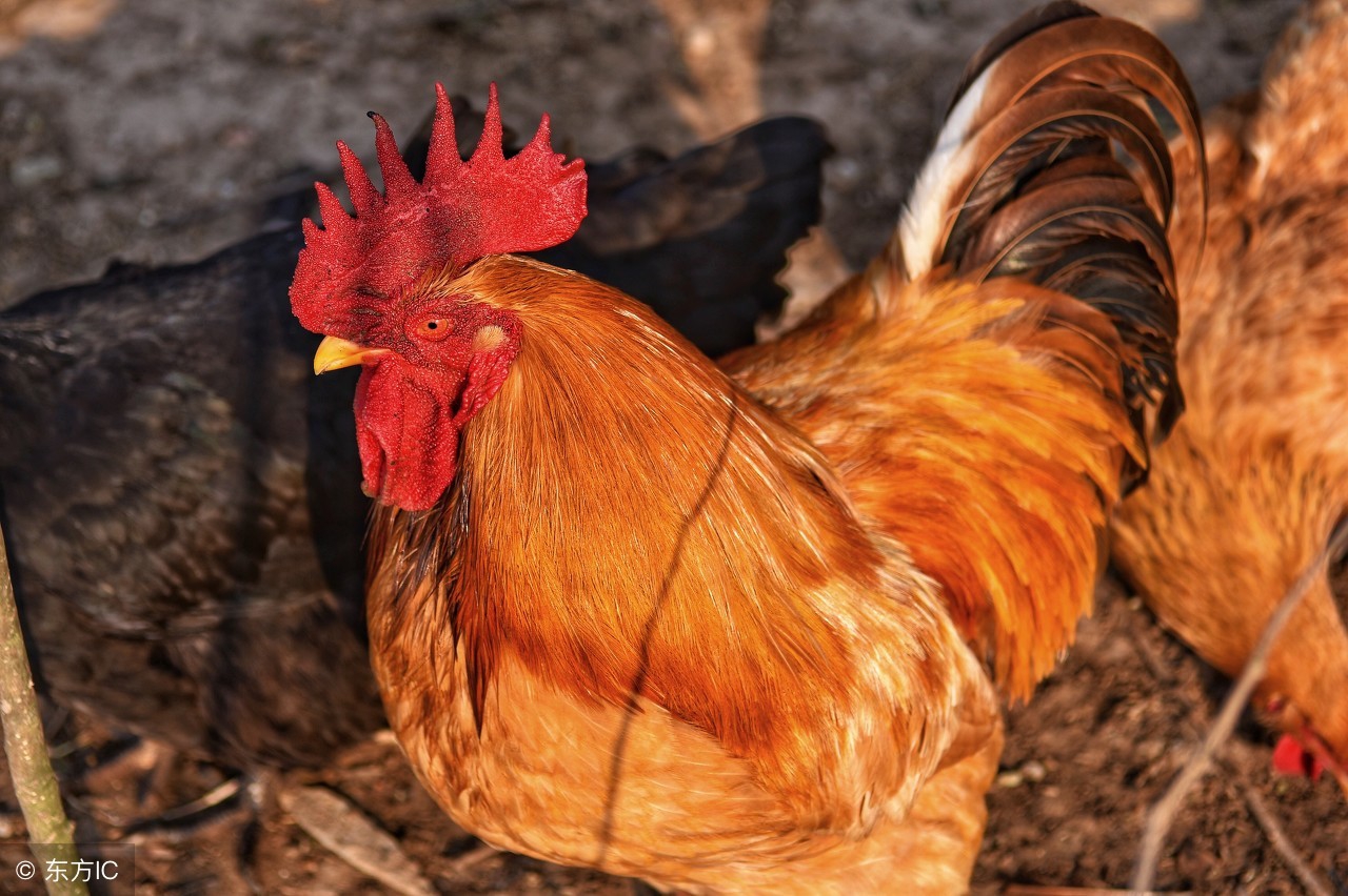 最简单育虫喂鸡技术,诱虫养鸡