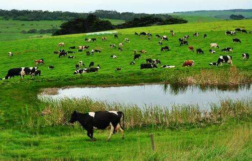 澳洲a2和爱他美奶粉哪个好,澳洲奶粉为什么不建议长期喝