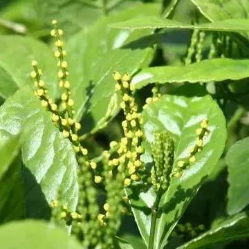 300种园林植物栽培与应用,苗木种植园林绿化