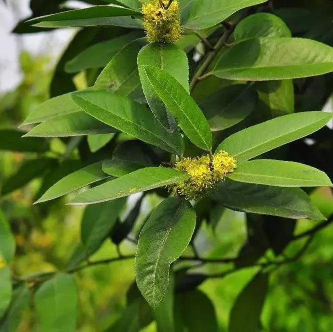 300种园林植物栽培与应用,苗木种植园林绿化