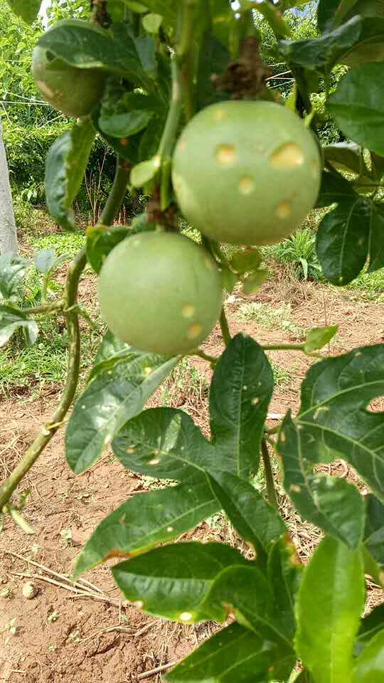 百香果病毒病的症状图片,百香果病毒病图谱及防治