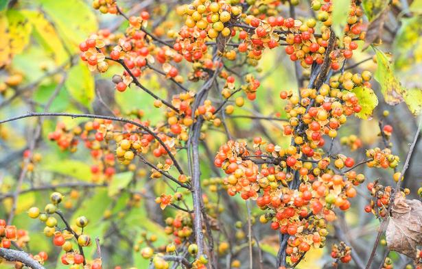南蛇藤妙用,南蛇藤有何用