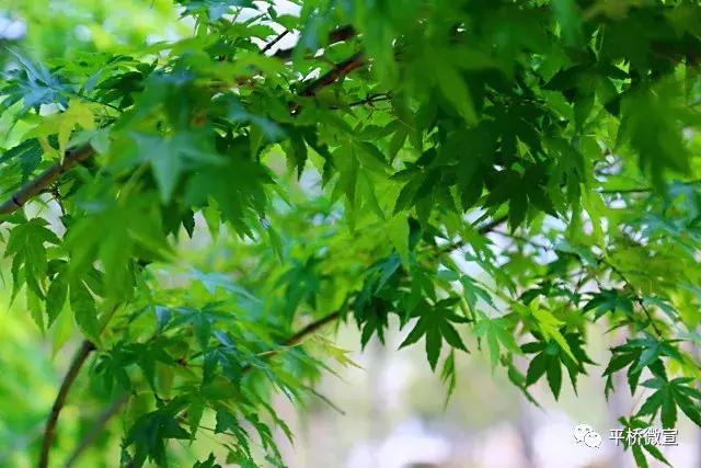 平桥美丽乡村,平桥区漂亮乡村