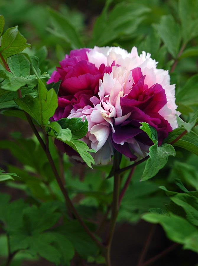 牡丹花的寓意与花语是什么呢,牡丹花的花语和寓意和象征是什么