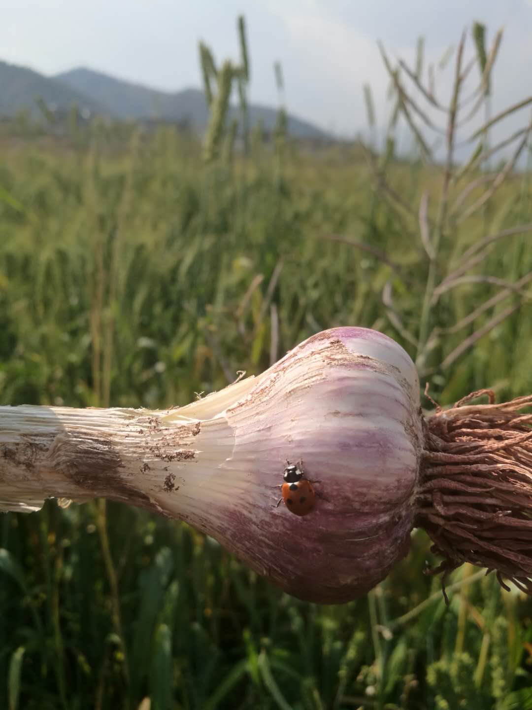 大理山货,大理特色山货