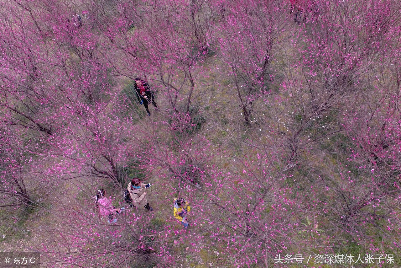 红梅原创乡土小小说、佳作欣赏作者：张子保