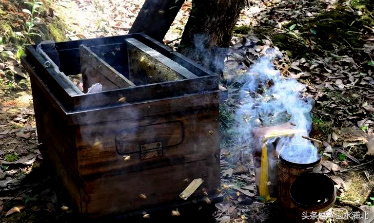 养蜂蜂蜜多少钱一斤,横县蜜蜂出售