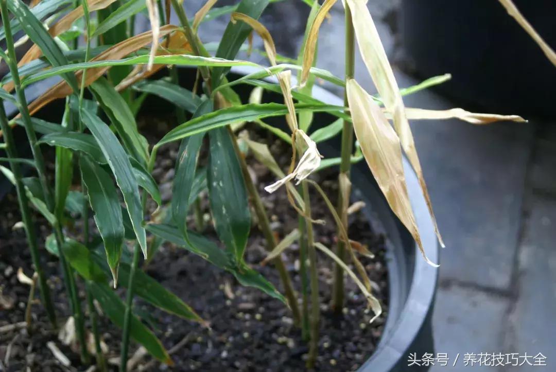 盆栽生姜种植方法和最佳时间,盆栽生姜的种植方法及栽培技术