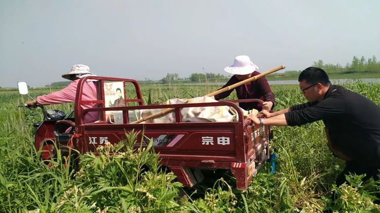抽了蒜苔卖蒜苗,抽出来的蒜苔好短