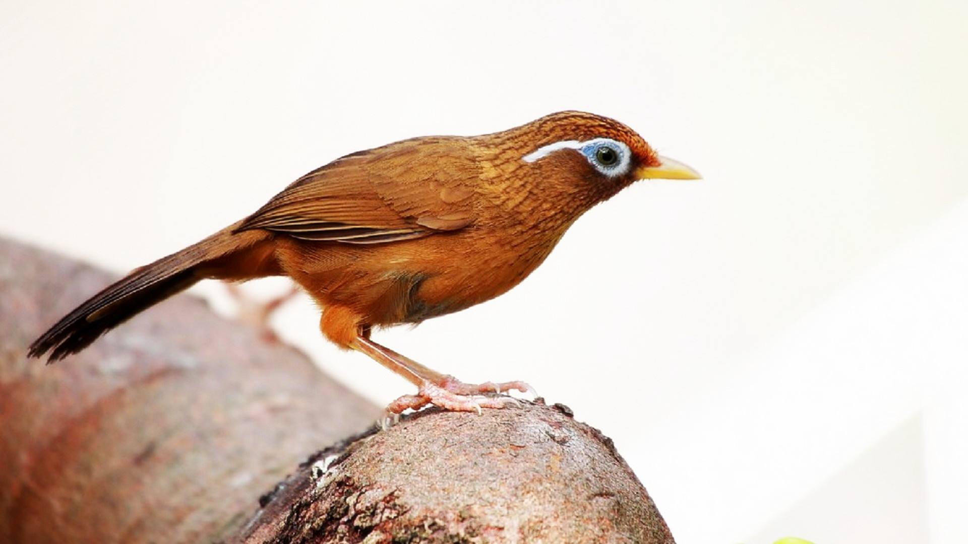 画眉鸟不立体怎么办,野生画眉不吃东西怎么办