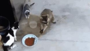 动物灵活训练,训练动物必杀技