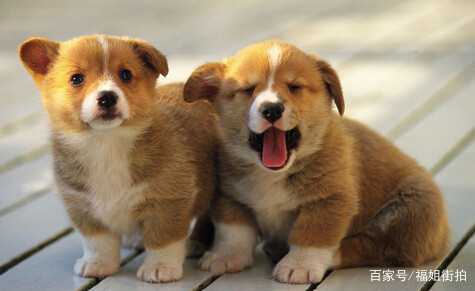 属狗的哪一年是金狗,2018年属狗是金狗还是木狗