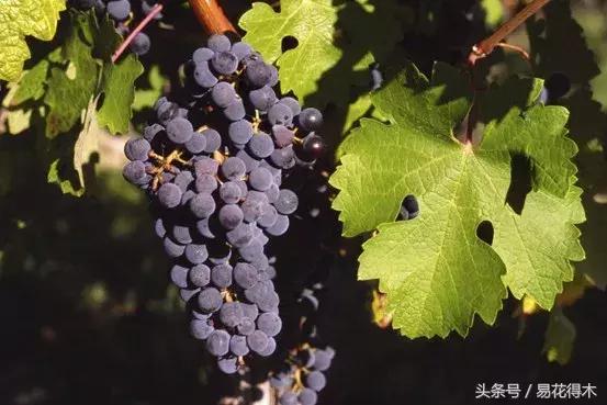 阳台水栽藤本植物图片,适合阳台养的藤本植物花期长