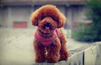 泰迪狗狗怎么养爆毛好呢,怎么喂养小体泰迪狗狗毛发亮